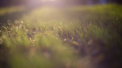 Blur green leaves with bokeh, abstract background