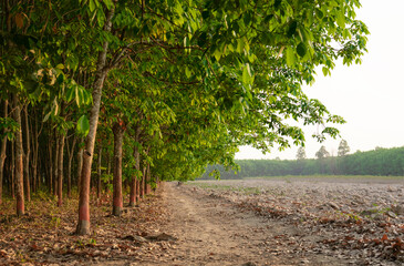 Row of rubber trees. Source of natural rubber Latex tapping from rubber trees.