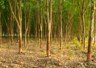 Row of rubber trees. Source of natural rubber Latex tapping from rubber trees.