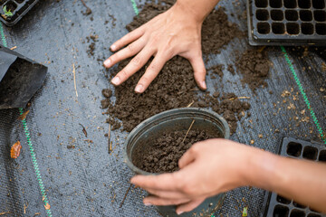 Gardening concept several green plants repotted to bigger-sized pots to allow the plants to grow larger
