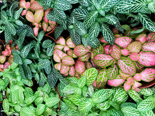 Multi-colored variegated leaves with streaks of Fittonia green and pink color