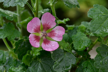 Fleur couverte de rosée de la Mauve du Cap