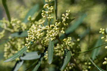 Fototapeta na wymiar the flowering buds of the olive tree