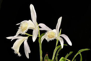 Fluer blanche de l'orchidée Pleione grandiflora