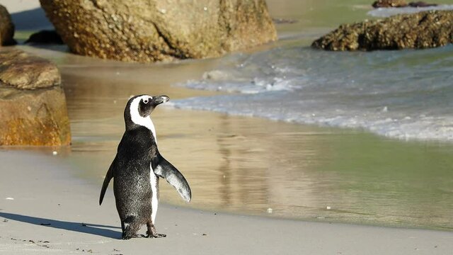 4K close-up clip of an African Penguin lit by the morning sun on Boulders Beach, Simon's Town, Cape Town.