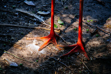 close up of red stork legs