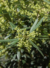 the flowering buds of the olive tree