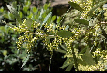 the flowering buds of the olive tree