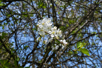 White lilac flowers on a branch. Blurry branches and leaves n the background.