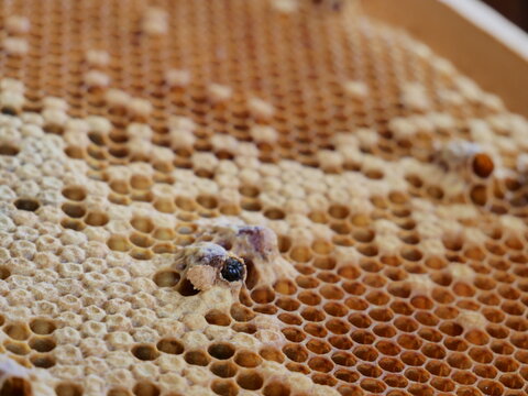 Hatching queenbee on a comb