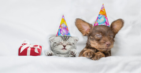 Cute Dachshund puppy and kitten wearing birthday caps sleep with gift box under white warm blanket...