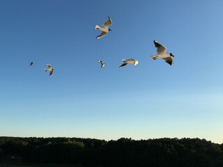 Möwen fliegen