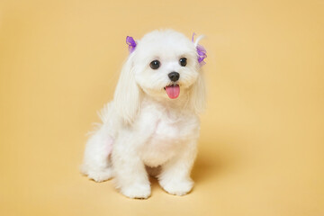 charming little Maltese lapdog. photo shoot in the studio on a yellow background