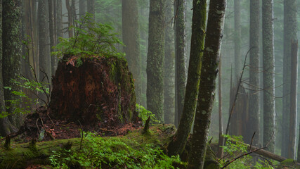 Old rotten tree stump in a dark foggy forest.