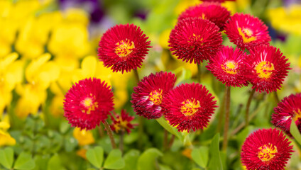 Summer bright red flowers on a blurry yellow-green background.