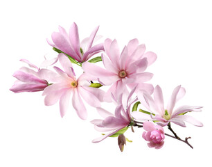 Naklejka na ściany i meble Beautiful pink magnolia flowers on white background