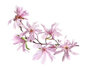 Beautiful pink magnolia flowers on white background