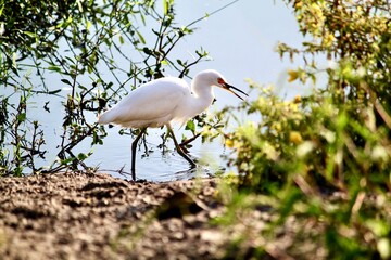 White heron