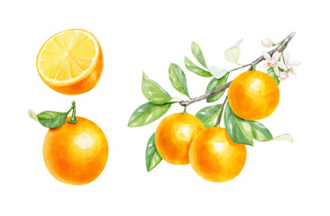 Realistic watercolor set of orange branch, half orange and whole orange on white background. Hand-drawn illustration.