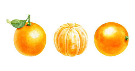 Realistic watercolor set with peeled oranges and leaf isolated on white background. Hand-drawn illustration.
