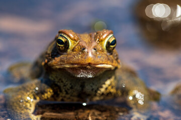 frog in the water