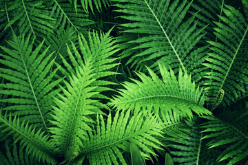 Fototapeta na wymiar green tropical leaves background. summer and nature concept.