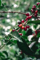Geisha Coffee plantation in a coffee field in Boquete Panama