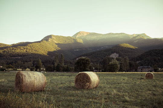 Alpaca en el campo, materia prima