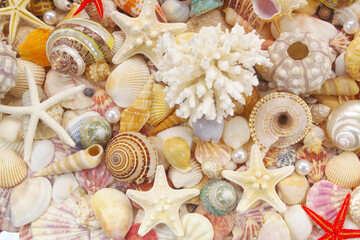 Seashell background, lots of seashells with starfishes and corals	
