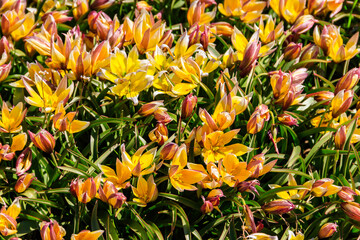 Blooming late yellow tulips (Tulipa tarda, Tulipa dasystemon) on flowerbed in the garden