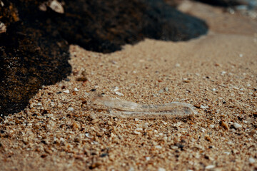 Fototapeta na wymiar Plastic trash mixed with sand found in the beach.