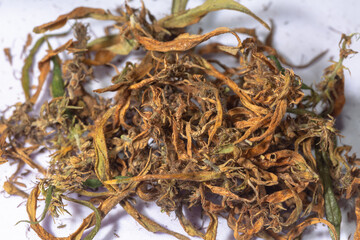 Dry marijuana flowers to extract CBD..Cannabis flowers and seeds contain CBD when fully grown..stock footage in herb medical concept.