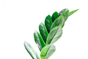 Obraz premium The leaves of Zamioculcas isolated on white background with copy space