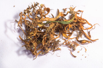 Dry marijuana flowers to extract CBD..Cannabis flowers and seeds contain CBD when fully grown..stock footage in herb medical concept.