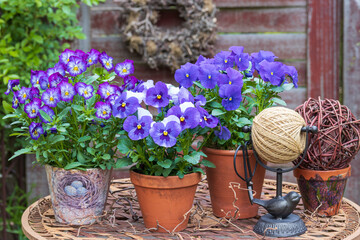blaue Hornveilchen in Terrakotta-Töpfen als Frühlings-Gartendekoration