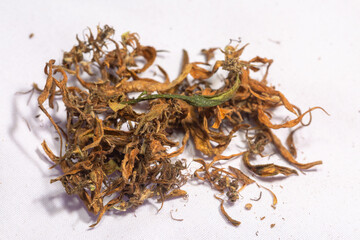 Obraz premium Dry marijuana flowers to extract CBD..Cannabis flowers and seeds contain CBD when fully grown..stock footage in herb medical concept.