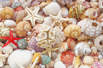 Many tropical colorful seashells, corals and starfishes mix