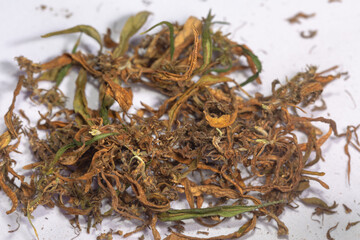 Dry marijuana flowers to extract CBD..Cannabis flowers and seeds contain CBD when fully grown..stock footage in herb medical concept.