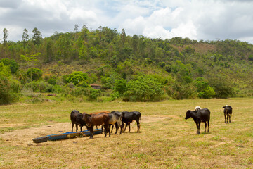 Gado da raça Holandesa em área de pastagem de propriedade rural de Guarani, Minas Gerais, Brasil