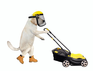 A dog labrador gardener in a yellow safety helmet with a full mask pushes a lawn mower. White background. Isolated.