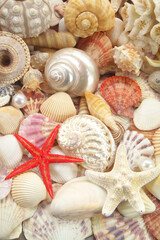 Lots of amazing seashells and starfishes mixed	