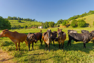 Naklejka premium Gado da raça Holandesa em área de pastagem de propriedade rural de Guarani, Minas Gerais, Brasil