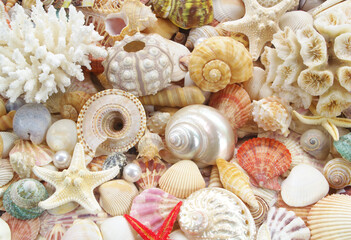 Starfishes and seashells background	