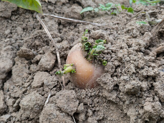 Close up of potato with germ in soil, homegrown vegetable in garden