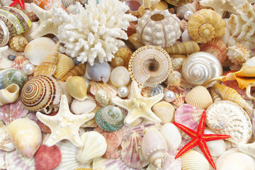 Many different seashells, sea urchin, corals and starfishes 
