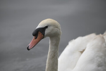 Adult swan swimming
