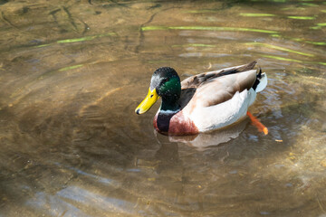 Male mallard duck swimming in a clear water pond while looking for food