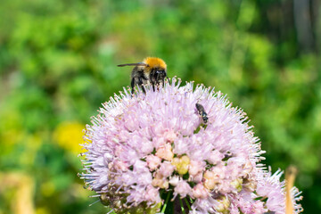 Bumblebee and fly collect nectar on a round flower in summer in the garden