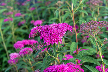 Ornamental shrub Spirea japonica, with pink flowers
