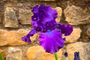 Lilie im Frühling im Burgund